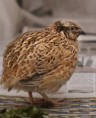 /album/fotogaleria/japanese-quail2-jpg/